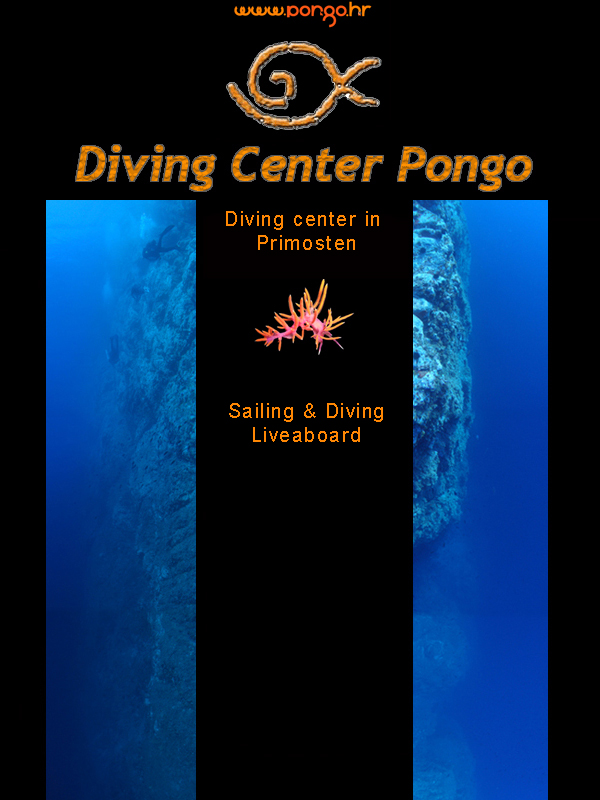 Pongo Diving Center